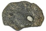 Hadrosaur (Hypacrosaurus) Coracoid Bone - Montana #326463-1